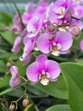 Purple Phalaenopsis orchid with five blooms and dangling unopened buds