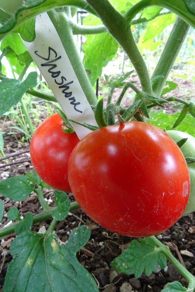 Shoshone, early-ripening tomato from Idaho with great taste! Garden Plants