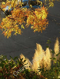 Photo 6x4 Maple and pampas grass Torquay The combination shown in [[10051 c2010 Pampas Grass