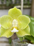 Original Phal Phalaenopsis Ld Green Tiger x Mituo Blue Bear-FRAGRANT Orchids