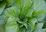 VATES COLLARD GREENS SEEDS 300+ garden VEGETABLES salad COOKING FREE SHIPPING Garden Plants