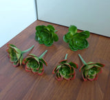 6 Artificial Three Colors Snow Lotus Succulents Grasses Home Landscape Green Plant
