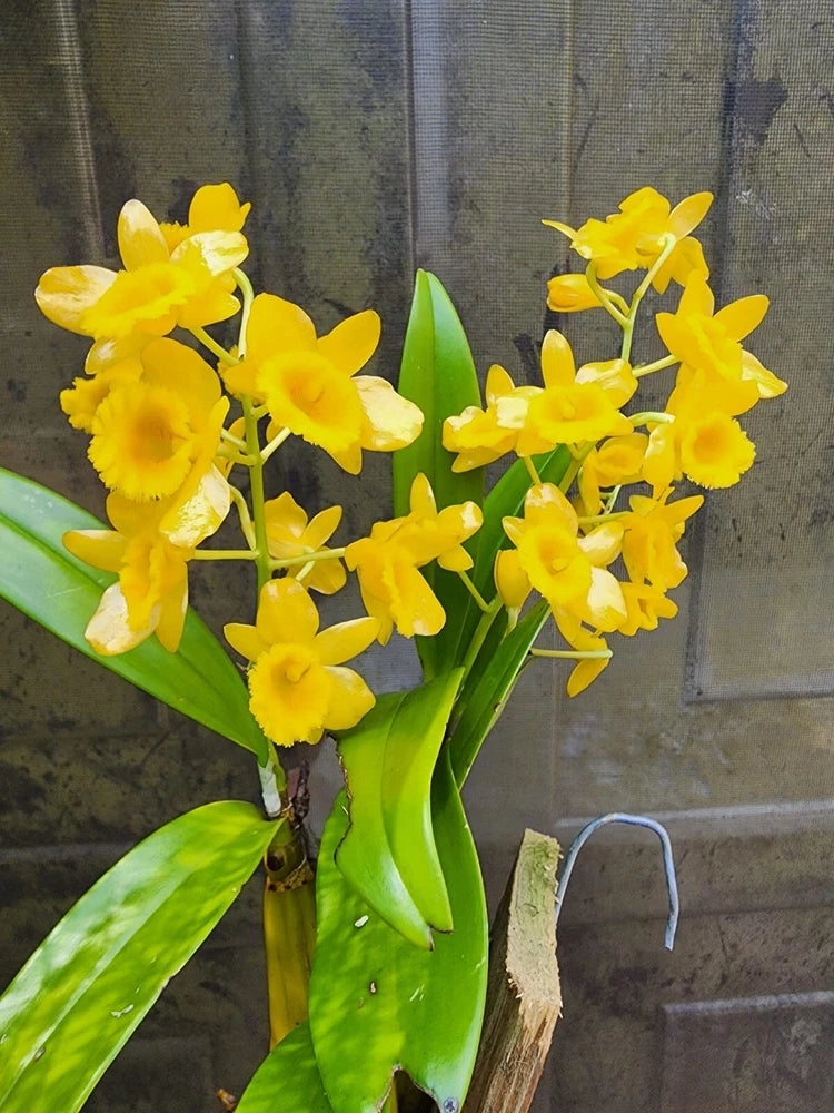 Yellow dendrobium orchid plant with clusters of trumpet flowers and green leaves