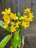 Dendrobium chrysotoxum Species rare orchids plant ,Fragrant Orchids
