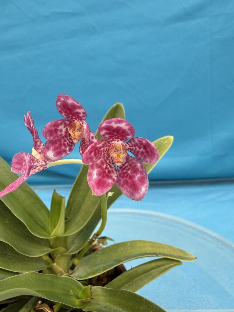 Green orchid leaves with pink and purple spotted blooming flowers