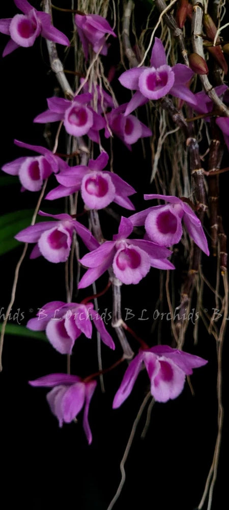 Purple fragrant orchid cluster with pale-centered ruffled blooms on stems