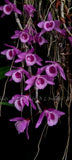Dendrobium primulinum (laos) x superbum var. gigantea    FRAGRANT Orchids