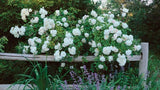 6 Cuttings of Sir Thomas Lipton Rose Live Very Fragrant Pure White Blooms!!! Roses
