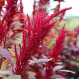 500 AMARANTH "RED GARNET"  SEEDS FRESH HARVEST FOR YOUR GARDEN COLORFUL Garden Plants