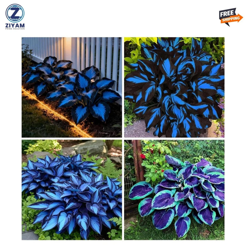 220+ Hosta Seeds Blue Perennial for Planting,Hosta Seeds Blue and Black,Rare Hos Flowering Plants