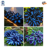 220+ Hosta Seeds Blue Perennial for Planting,Hosta Seeds Blue and Black,Rare Hos Flowering Plants