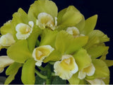 Rlc Hawaiian Passion 'Carmela' Seedling Size Cattleya Clone Fragrant Orchids