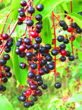 30 BLACK CHERRY Fruit Tree Prunus Serotina Fragrant White Flowers Seeds Flowering Plants
