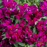1000+ Candy Showers Purple Snapdragon Seeds for Garden - USA - FREE SHIPPING! Garden Plants