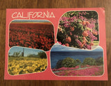 Flowers Of California Postcard-Ranunculus, Bougainvillea, Poppies & Cactus (WP9) Ranunculus