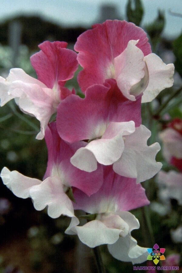 50+ Route 66 Sweet Pea Seeds for Garden Planting - USA - FREE SHIPPING! Garden Plants