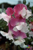 50+ Route 66 Sweet Pea Seeds for Garden Planting - USA - FREE SHIPPING! Garden Plants