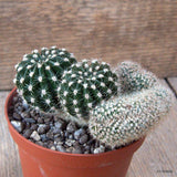 D7289 ECHINOPSIS SP. CRESTED pot10-H6-W11 cm MaMa Cactus Green Plant