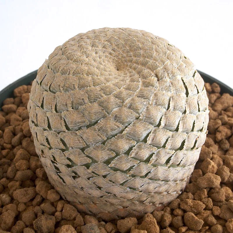 3CM Succulent Cactus Plant Euphorbia Piscidermis Cactaceae Home Garden Beautiful Garden Plants