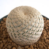 3CM Succulent Cactus Plant Euphorbia Piscidermis Cactaceae Home Garden Beautiful Garden Plants