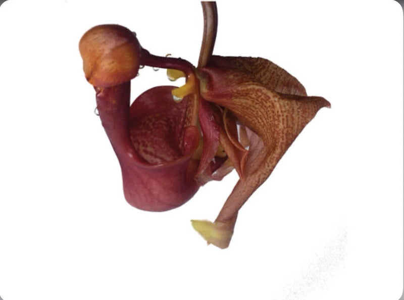 Fragrant pendulous orchid plant with maroon-brown flowers in a pot