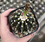 5-7cm 2PCS Live Gymnocalycium Stenopleurum Var Beautiful Garden Rare Planting_ Garden Plants