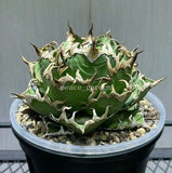 ÒCaesarÓ Agave titanota RareAgave Plant Garden DŽcor Boutique 10-13CM Garden Plants