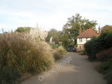 Photo 6x4 Pampas grass on the path approaching the original laboratory at c2009 Pampas Grass
