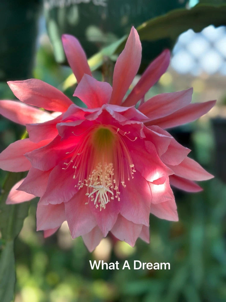 Pink epiphyllum orchid flower with red accents and long stamens