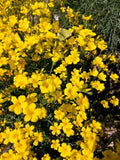 500 Organic GOLDEN FLAX Yellow Linseed Common Linum Flavum Flower Seeds Flowering Plants