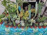Mystery Box Of Rare And Beautiful Cacti, Succulents, Euphorbia And Aloes. Garden Plants