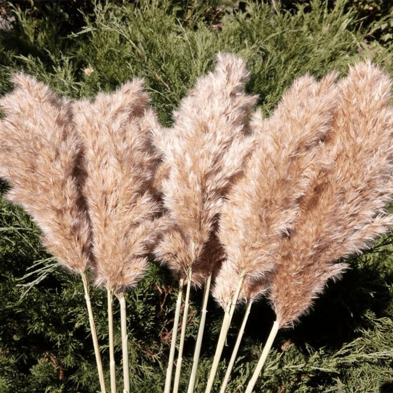 20 Pcs 27 Inch Tall Fluffy Pampas Grass XL Size Brown Dry Pompous Grass Decor... Pampas Grass