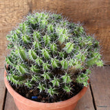 D4574 EUPHORBIA MITRIFORMIS pot20-H17-W24 cm MaMa Cactus Green Plant