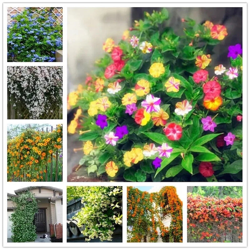 25pc JASMINE SEEDS Garden Vine Plant Flower rare exotic USA seller FREE shipping Garden Plants