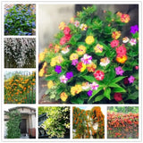 25pc JASMINE SEEDS Garden Vine Plant Flower rare exotic USA seller FREE shipping Garden Plants