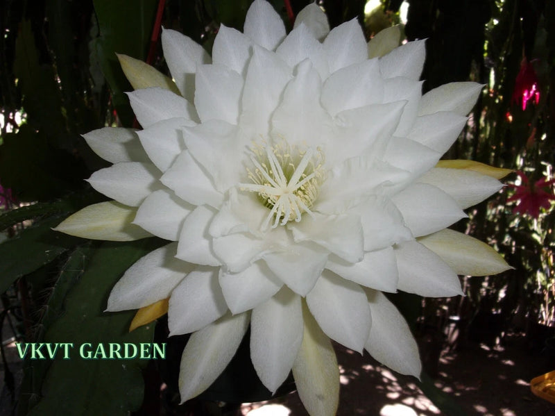 White epiphyllum orchid flower with layered pointed petals