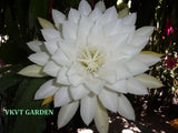 Epiphyllum " KIWI QUEEN ISADORA " Cutting Orchids