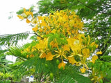 Delonix Regia Var. Flavida or Flava 10 Seeds, Yellow Golden Poinciana Tree Flowering Plants