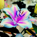 20 SEEDS for Blue/violet LILY RARE flower exotic home garden plant USA Seller Lily