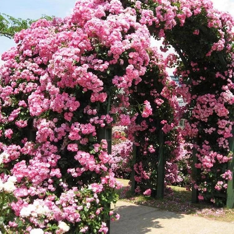 20 SEEDS for Baby Pink RARE CLIMBER climbing Rose flower exotic plant USA Seller Flowering Plants