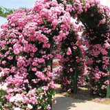 20 SEEDS for Baby Pink RARE CLIMBER climbing Rose flower exotic plant USA Seller Flowering Plants