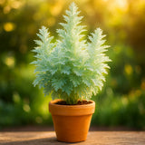 $3.59 Garden Plants