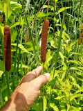 100 NARROW LEAF CATTAIL  SEEDS  ( TYPHA  AUGUSTIFOLIA ) Flowering Plants