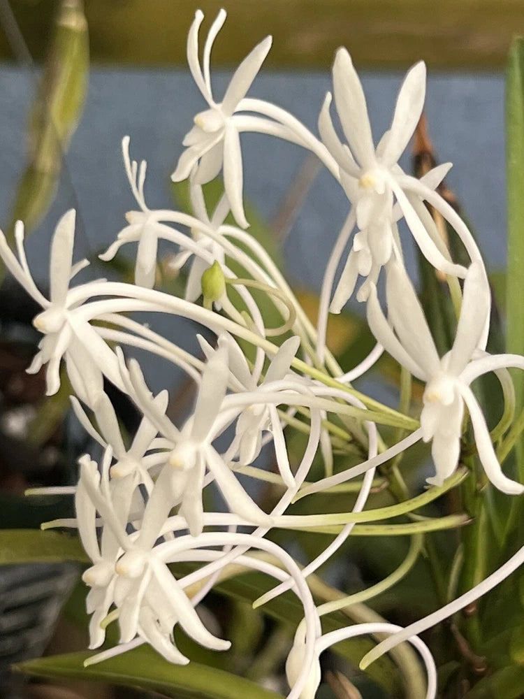 White Neofinetia orchid flowers with slender curved petals and green stems