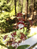 Oncidium Sharry Baby Sweet Fragrance AM/AOS 3in Chocolate Fragrance Orchids