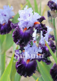 20 SEEDS for Blue/Purple IRIS rare flower exotic bloom garden plant USA Seller Garden Plants