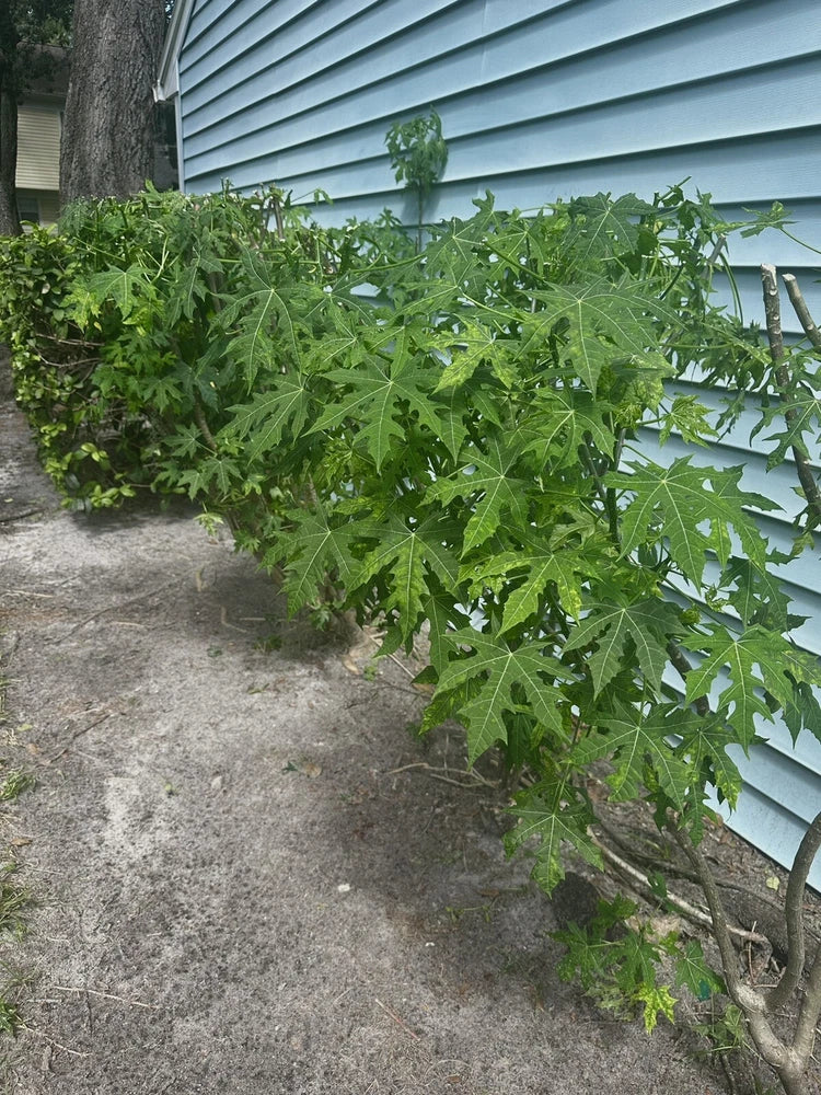 Chaya Plant,  Tree Spinach, Superfood (5-8cuttings, About 10Ó ) Butterfly Bush Flowering Plants
