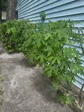 Chaya Plant,  Tree Spinach, Superfood (5-8cuttings, About 10Ó ) Butterfly Bush Flowering Plants