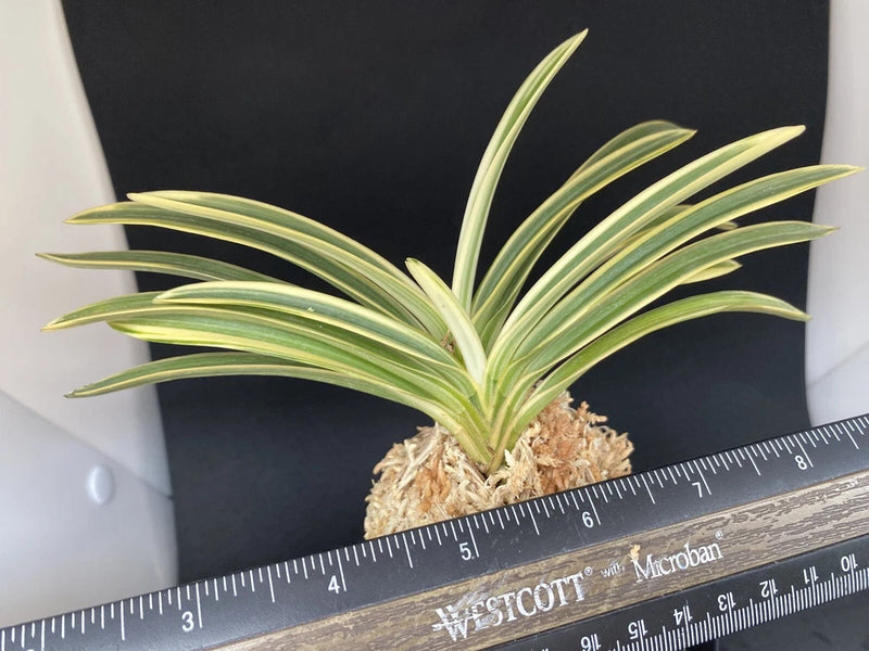 (BIN)Neofinetia falcata(japaneseorchids)marginal stripe/in spike/SEISHI __ Orchids