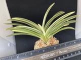 (BIN)Neofinetia falcata(japaneseorchids)marginal stripe/in spike/SEISHI __ Orchids